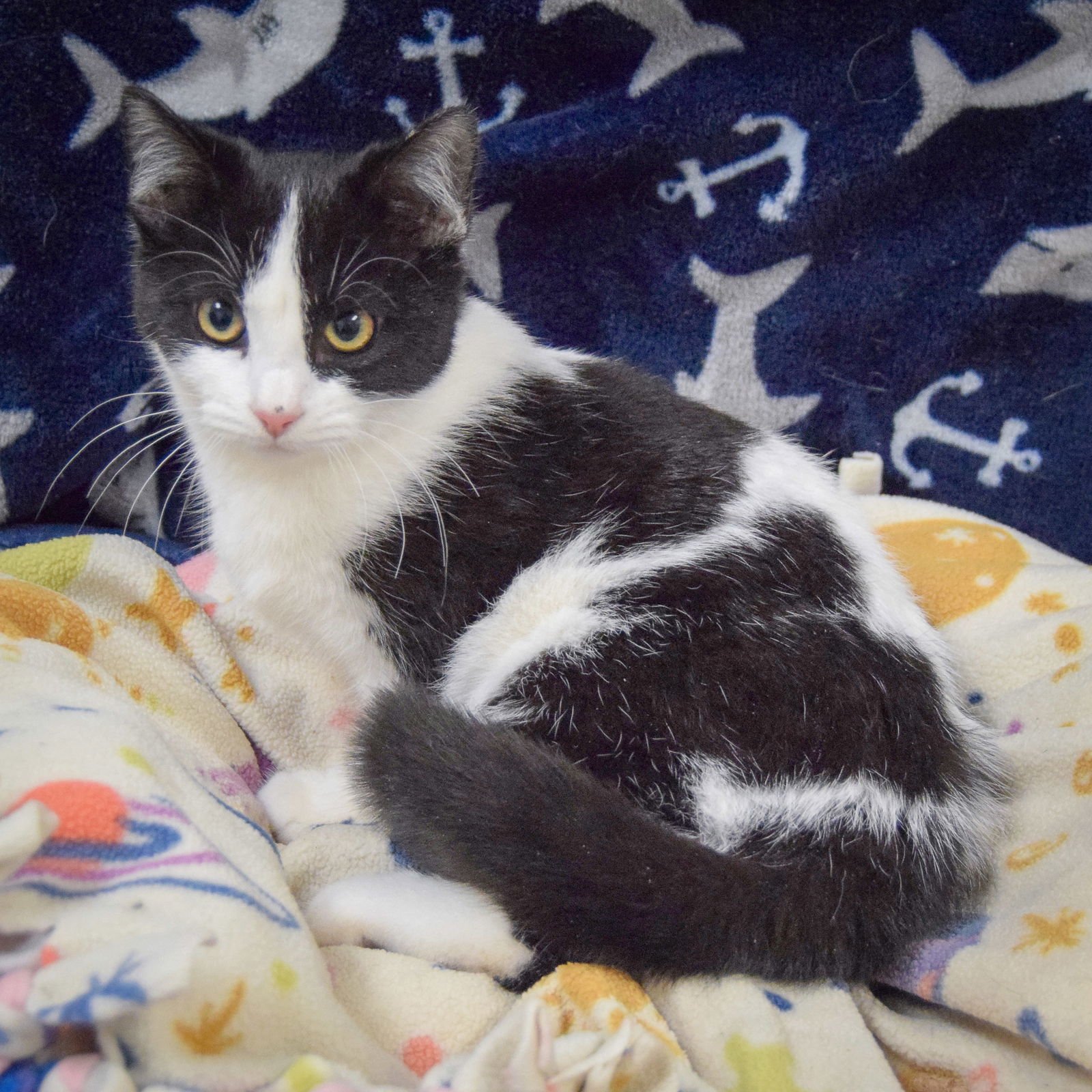 CINDERELLA - Tuxedo / Domestic Short Hair available for adoption