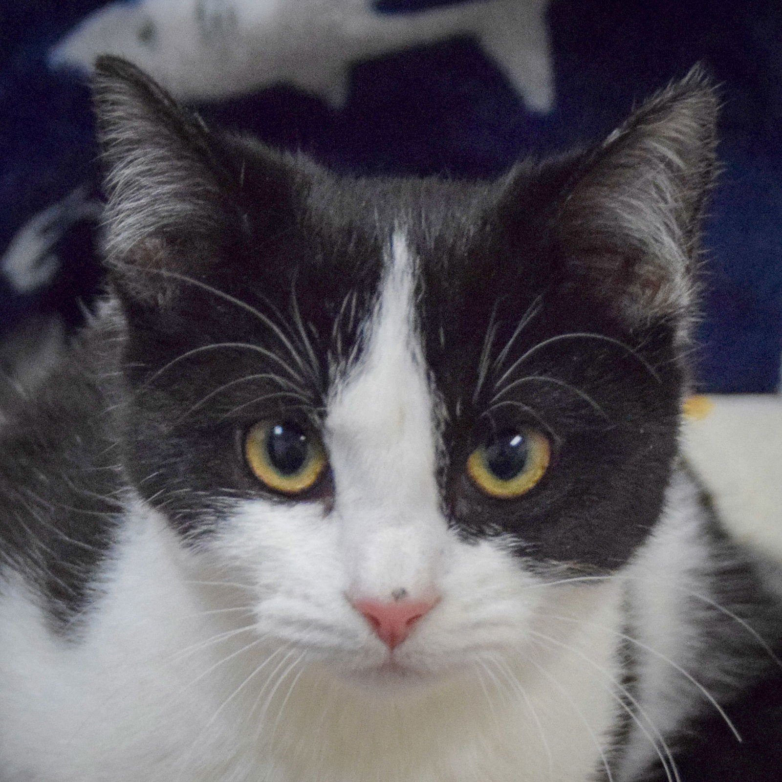 Cinderella - Photo 5