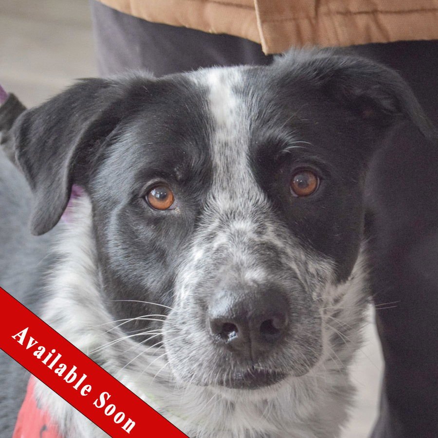 TINKY - Border Collie / Black Labrador Retriever available for adoption