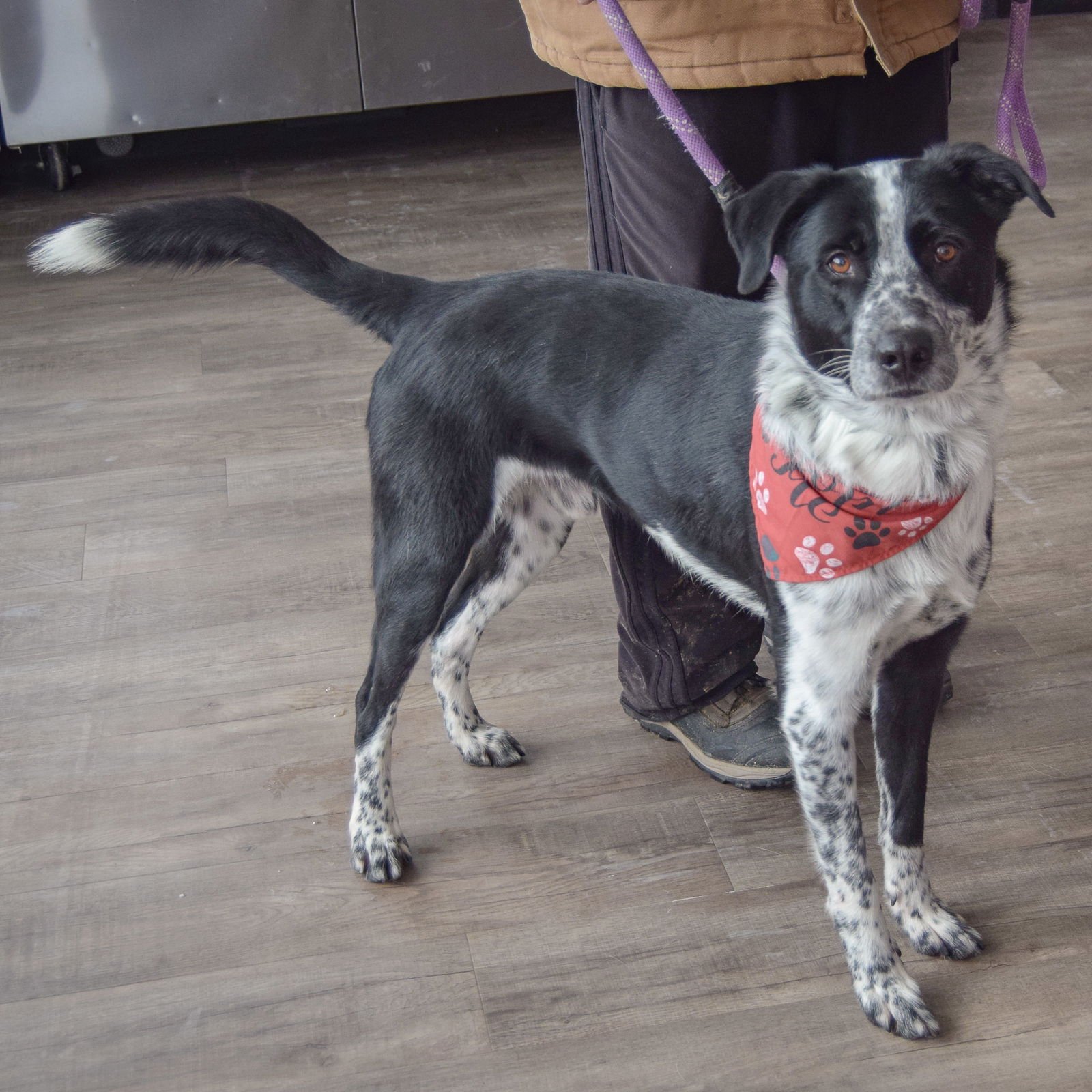 TINKY - Border Collie / Black Labrador Retriever available for adoption