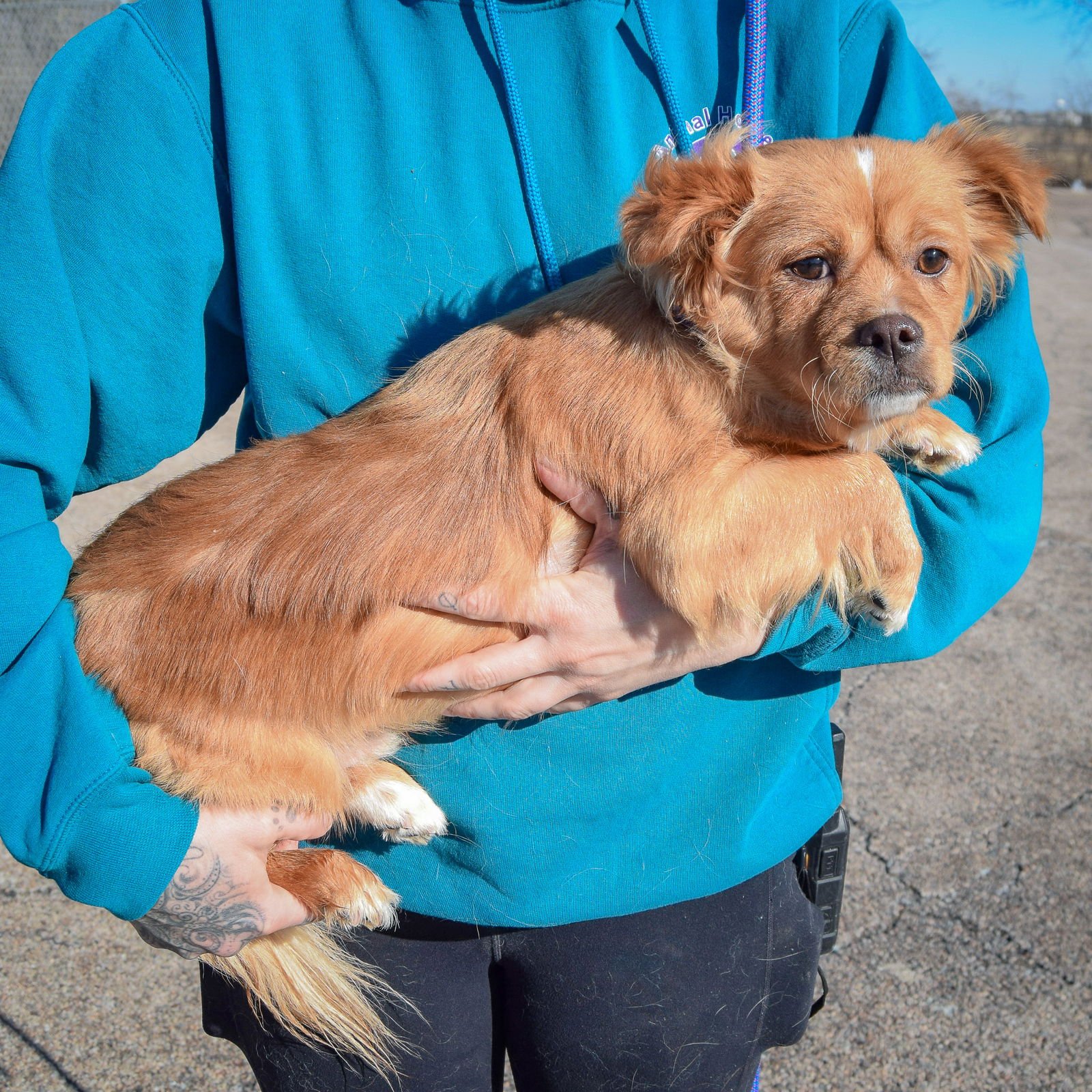 ROCKY - Chihuahua / Dachshund available for adoption