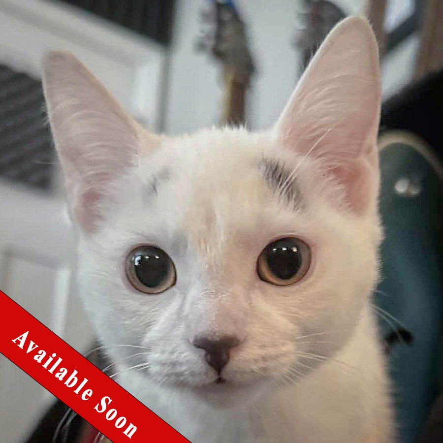 PRESTO - Domestic Short Hair available for adoption