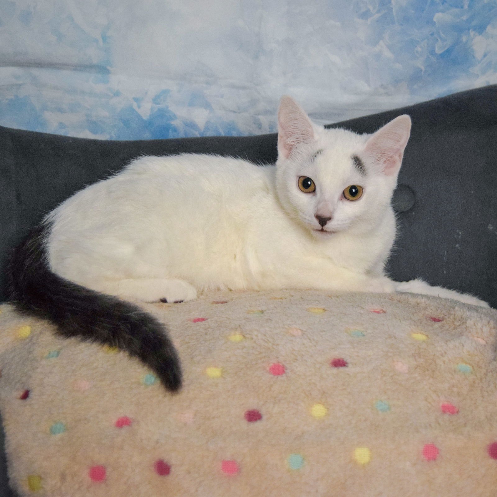 PRESTO - Domestic Short Hair available for adoption