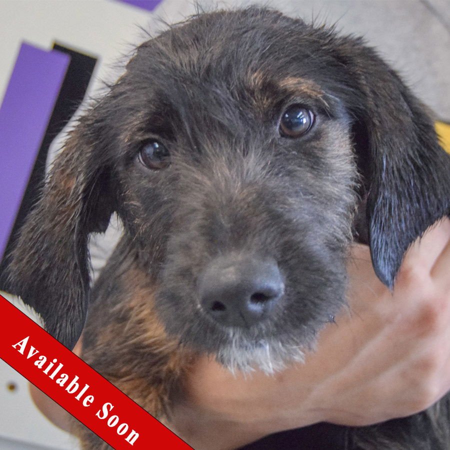 WOONA - Beagle / Poodle (unknown type) available for adoption