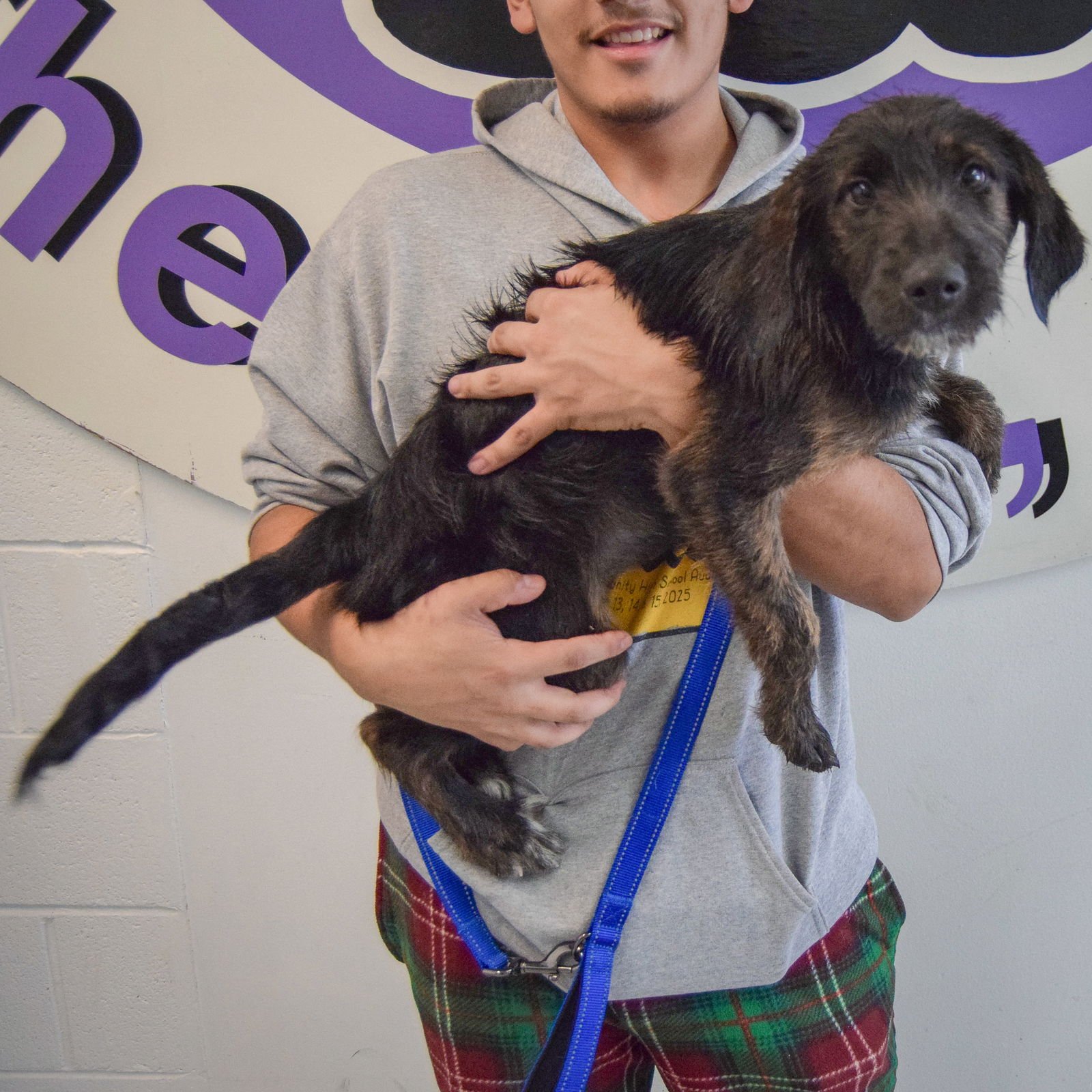 WOONA - Beagle / Poodle (unknown type) available for adoption