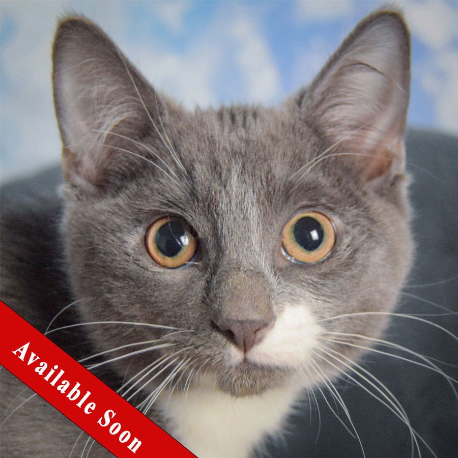 LARGO - Tuxedo / Domestic Short Hair available for adoption