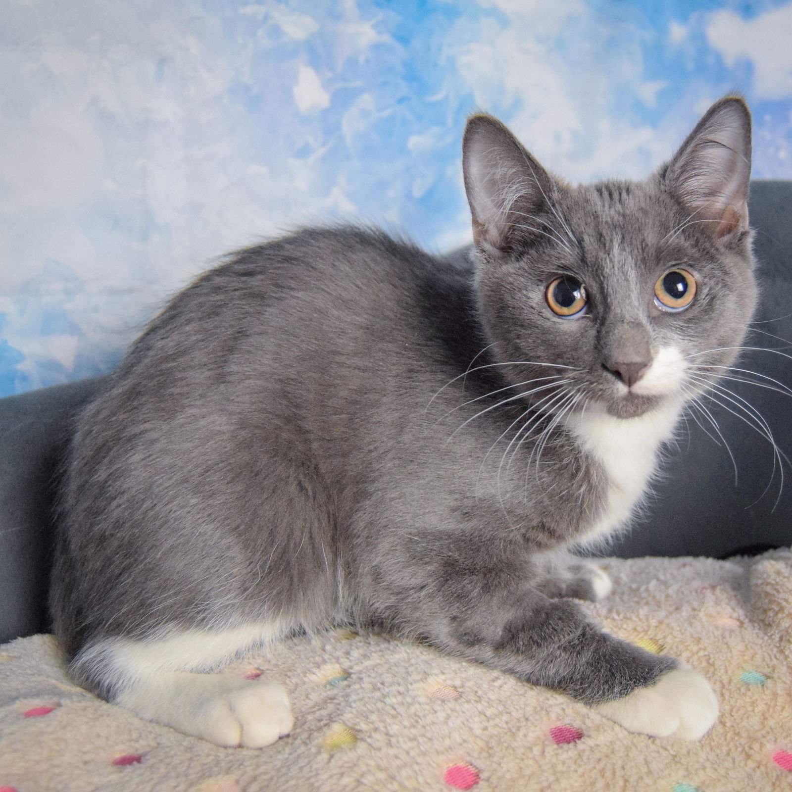 LARGO - Tuxedo / Domestic Short Hair available for adoption