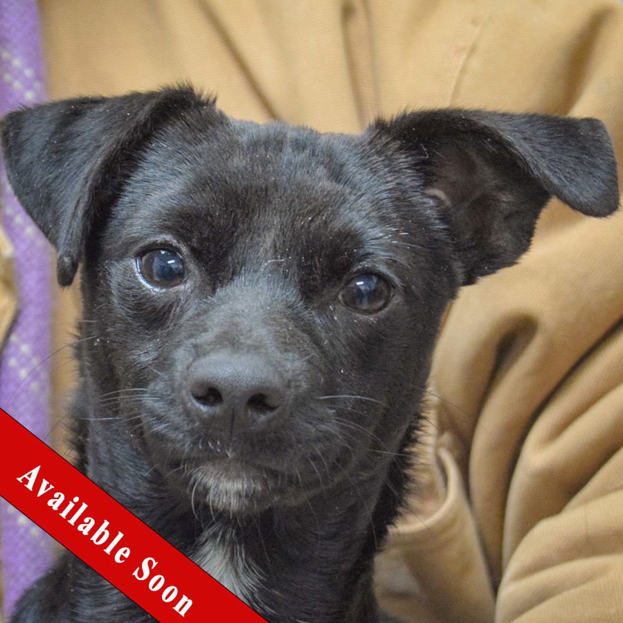 SAMMY - Chihuahua / Dachshund available for adoption