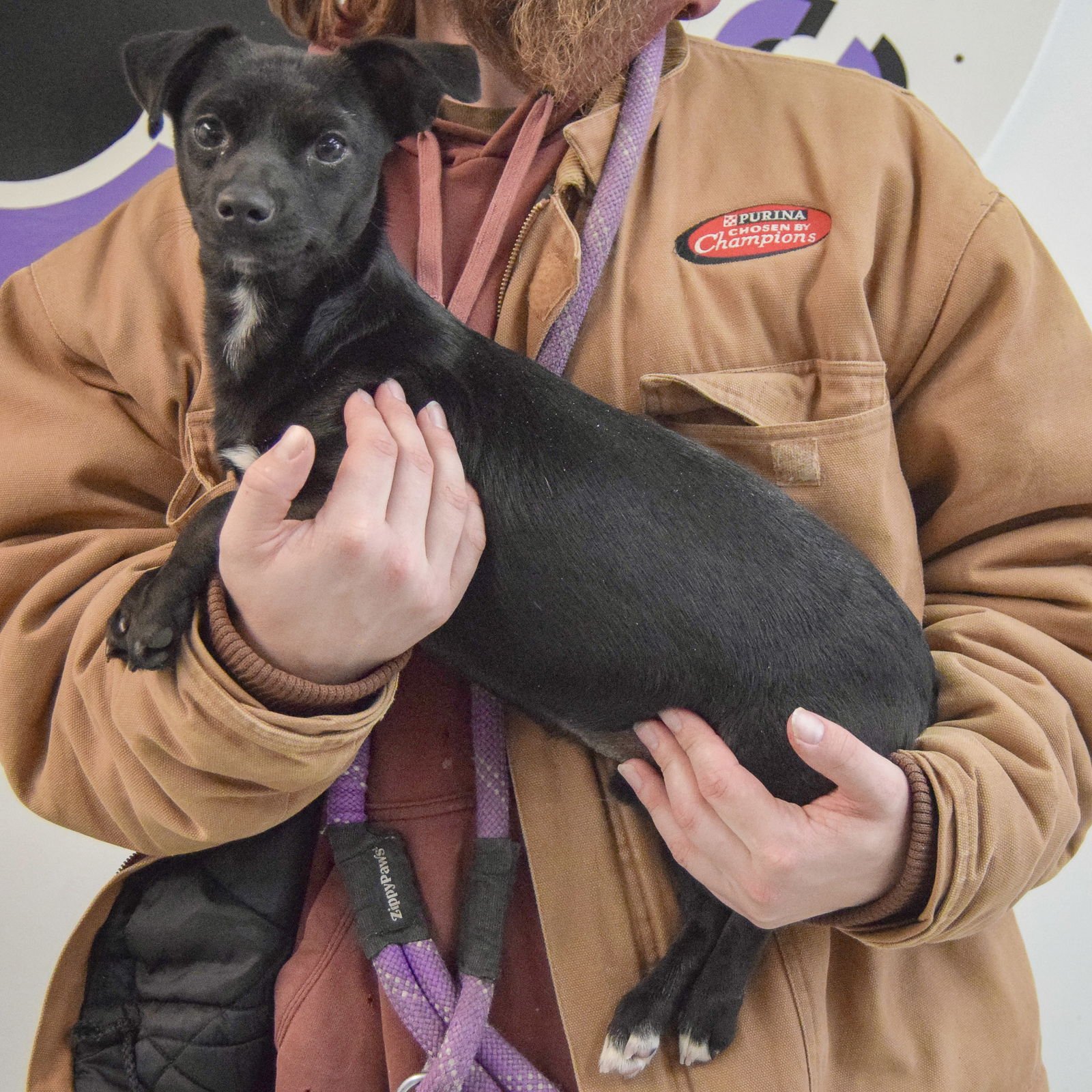 SAMMY - Chihuahua / Dachshund available for adoption