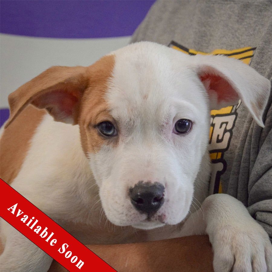 SPOTS - American Staffordshire Terrier / American Bulldog available for adoption