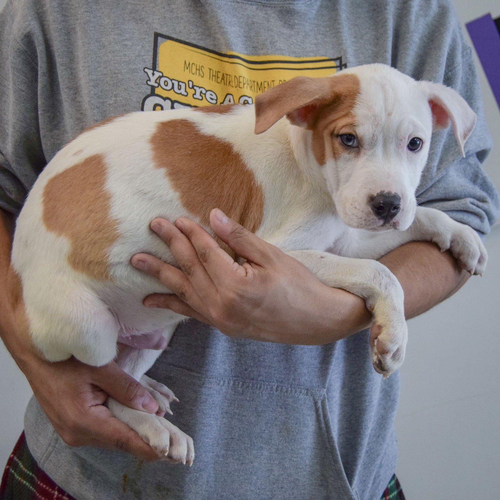 SPOTS - American Staffordshire Terrier / American Bulldog available for adoption