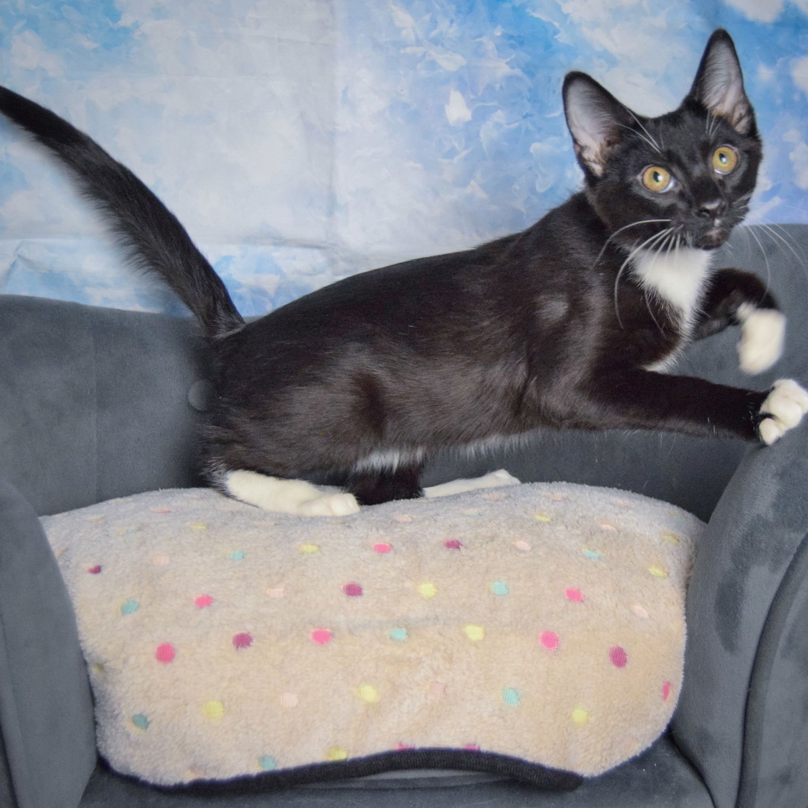 PECAN - Tuxedo / Domestic Short Hair available for adoption