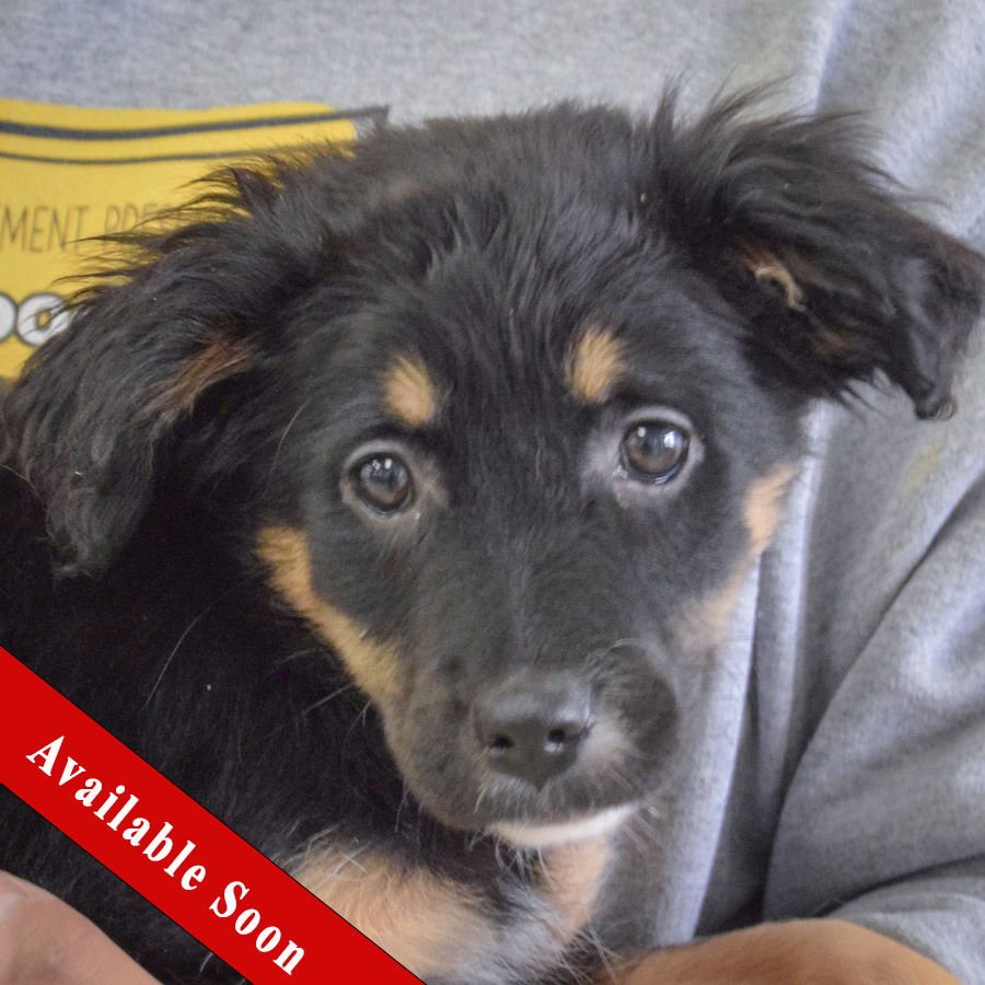 SUNNY - Australian Shepherd / Black Labrador Retriever available for adoption