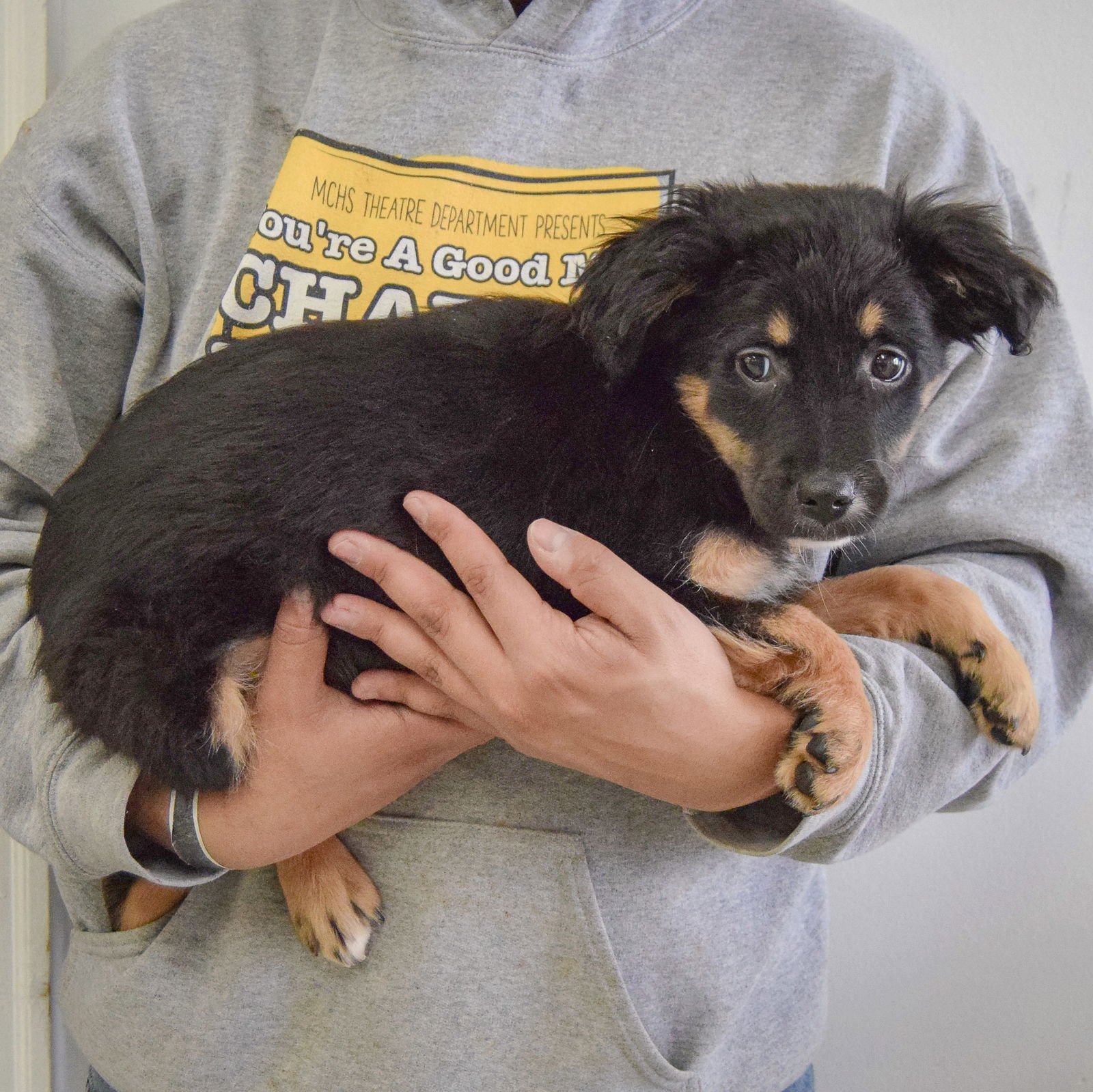 SUNNY - Australian Shepherd / Black Labrador Retriever available for adoption