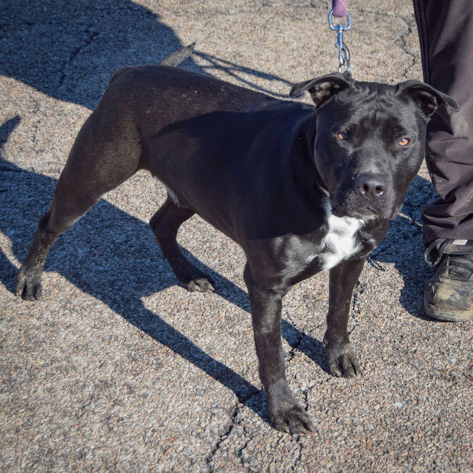 SARGE - American Staffordshire Terrier / American Bulldog available for adoption