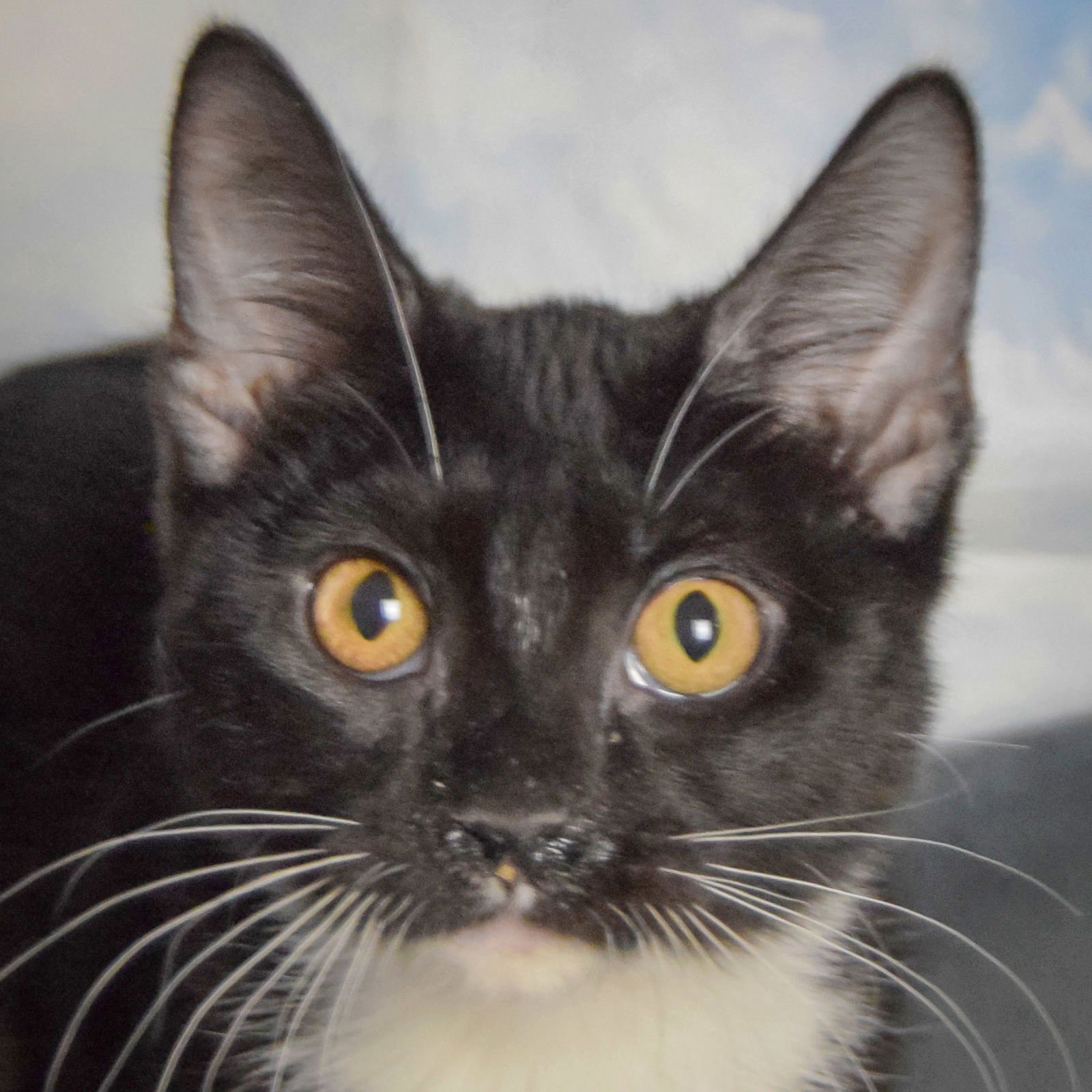 SPICE - Tuxedo / Domestic Short Hair available for adoption