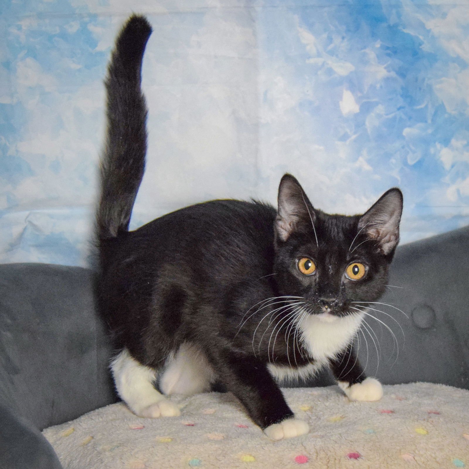 SPICE - Tuxedo / Domestic Short Hair available for adoption