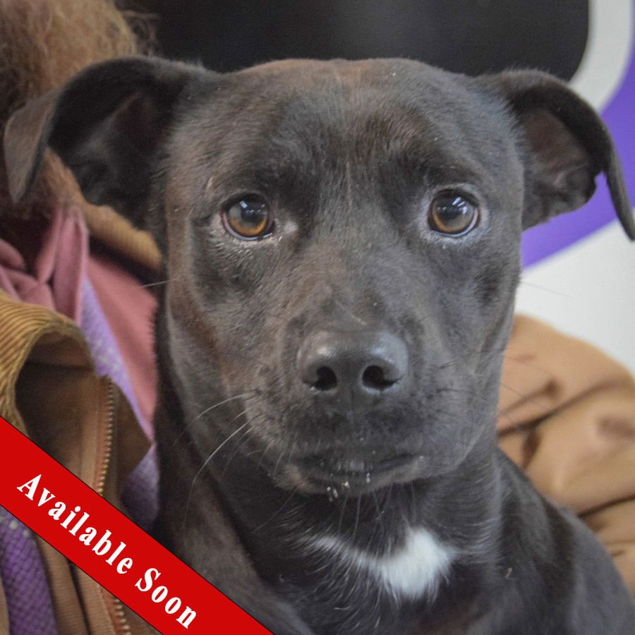 BO - Beagle / Chihuahua available for adoption