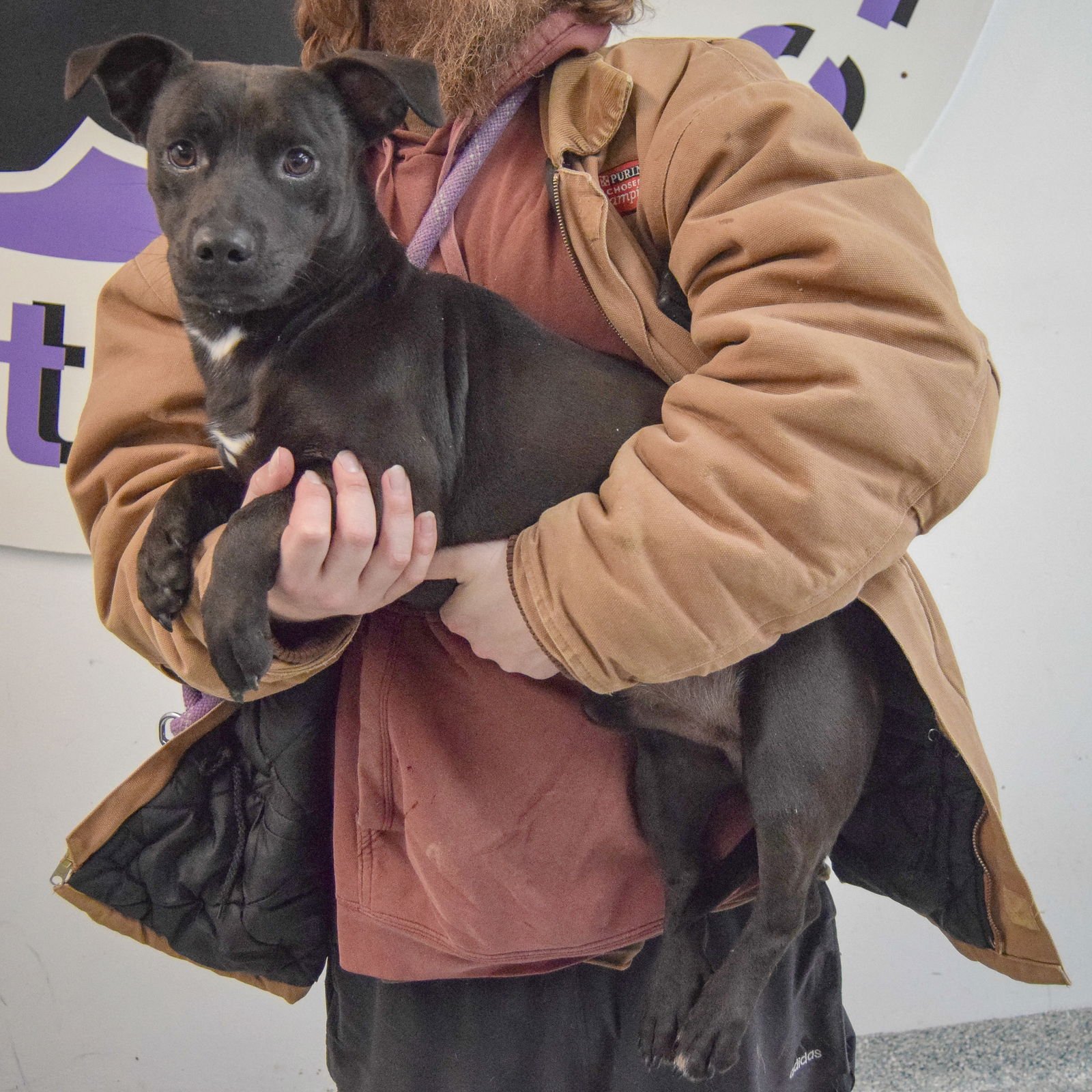 BO - Beagle / Chihuahua available for adoption