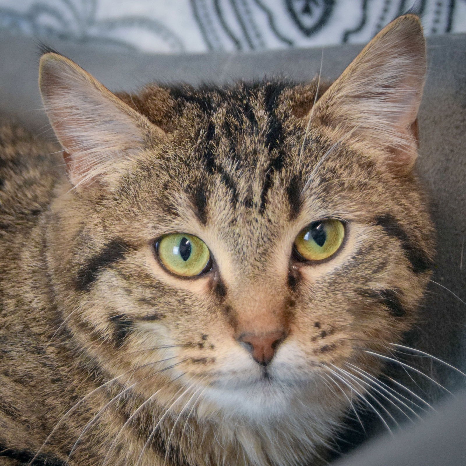 MACK - Tabby / Domestic Short Hair available for adoption