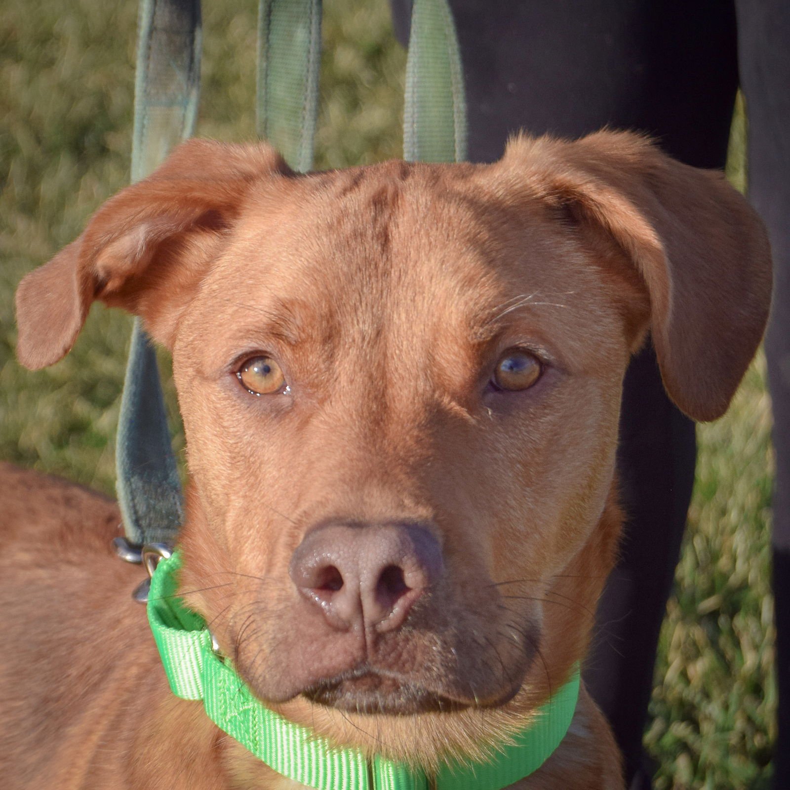MARVIN - Labrador Retriever / Vizsla available for adoption