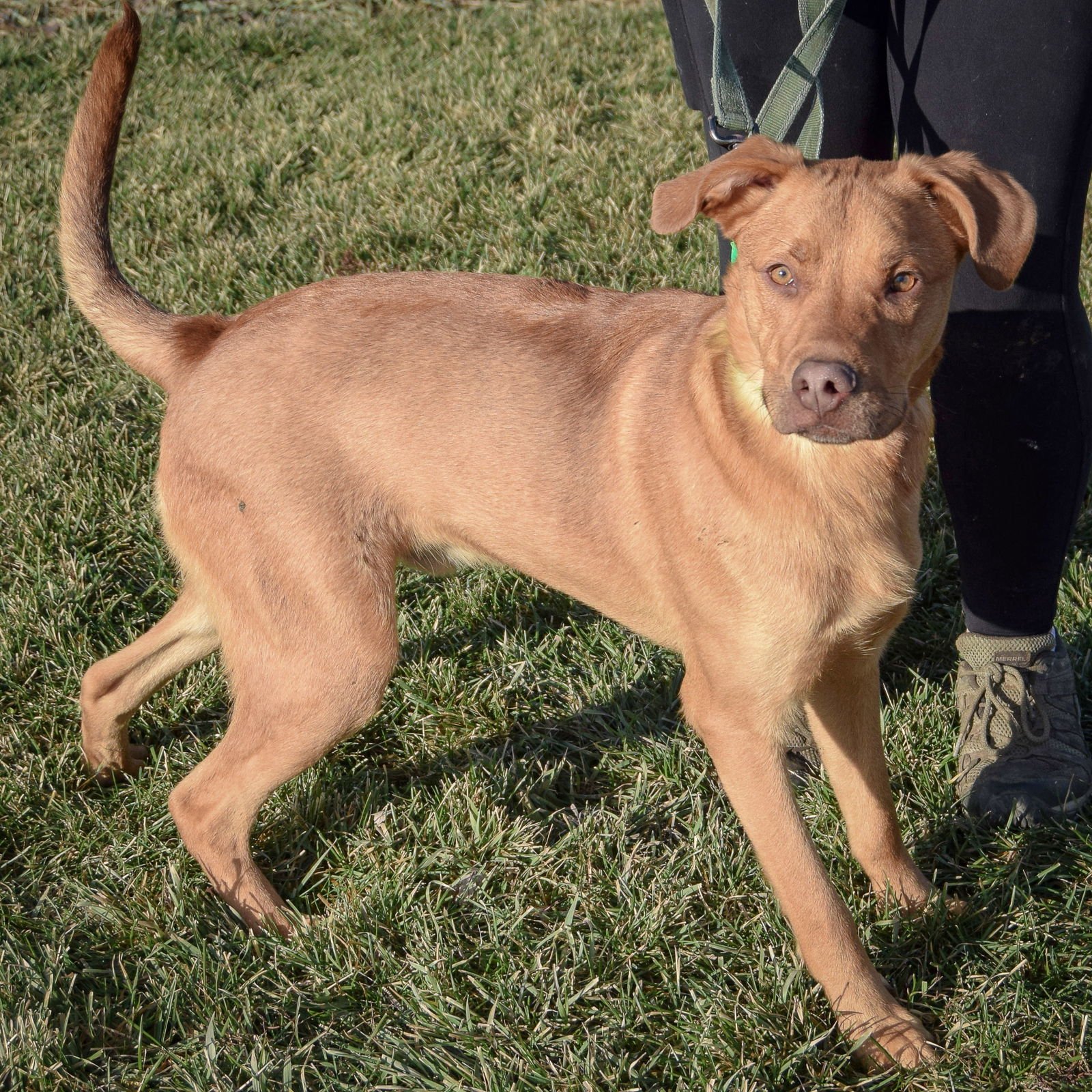 MARVIN - Labrador Retriever / Vizsla available for adoption