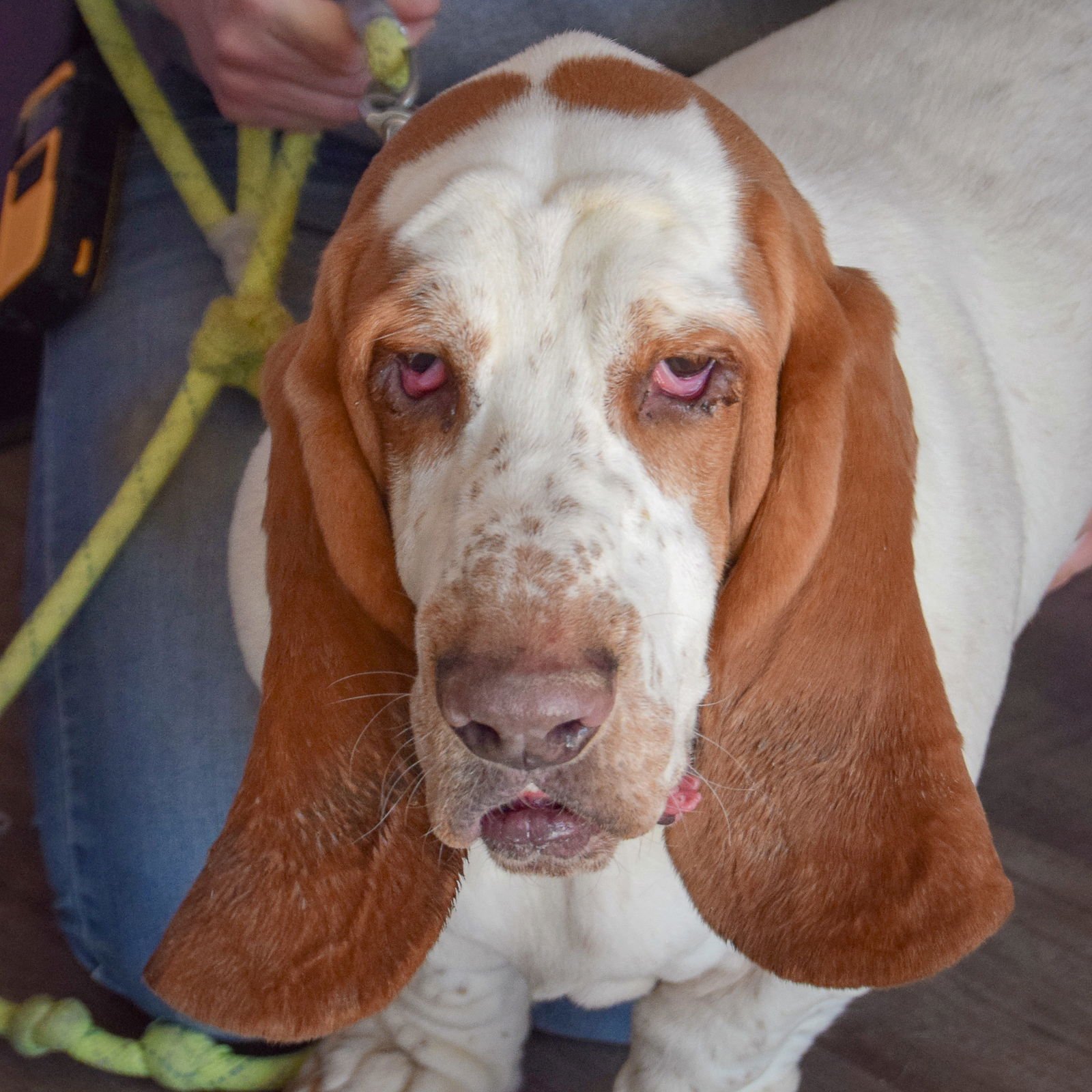 BOBA - Basset Hound available for adoption