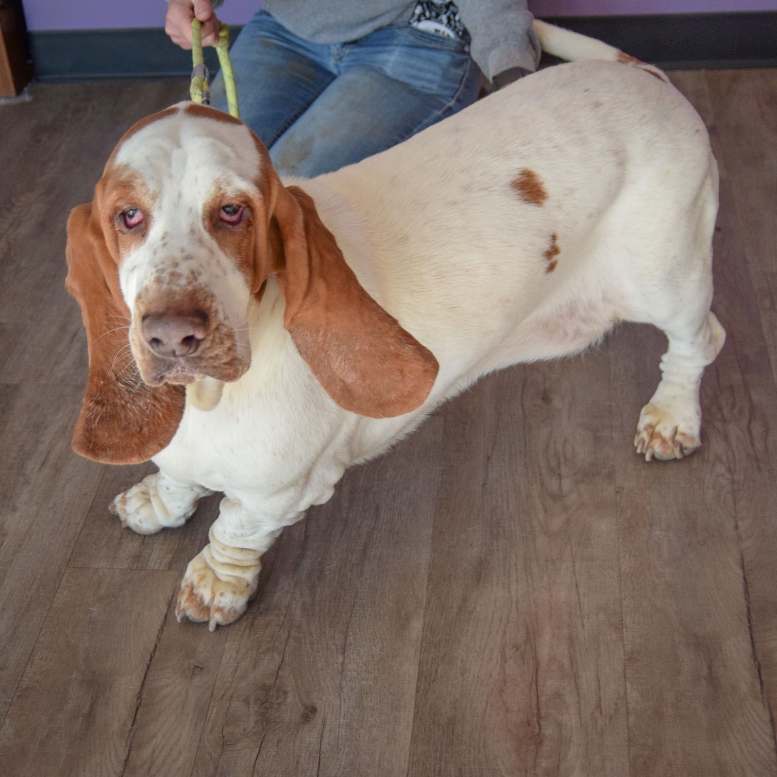 BOBA - Basset Hound available for adoption