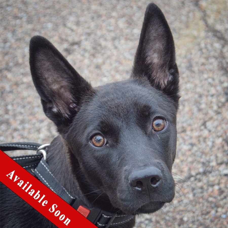 XENA - German Shepherd Dog / Belgian Shepherd Malinois available for adoption