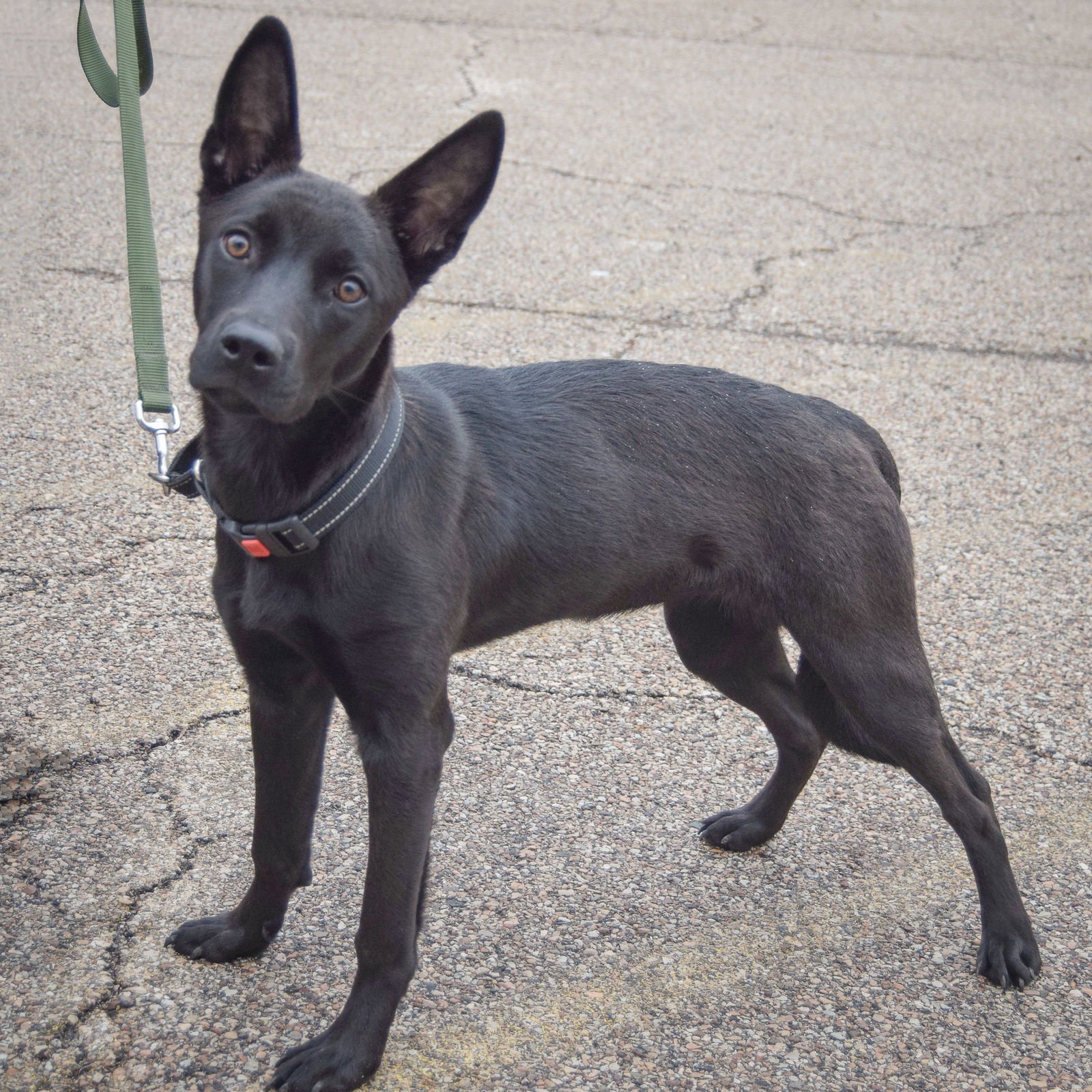 XENA - German Shepherd Dog / Belgian Shepherd Malinois available for adoption