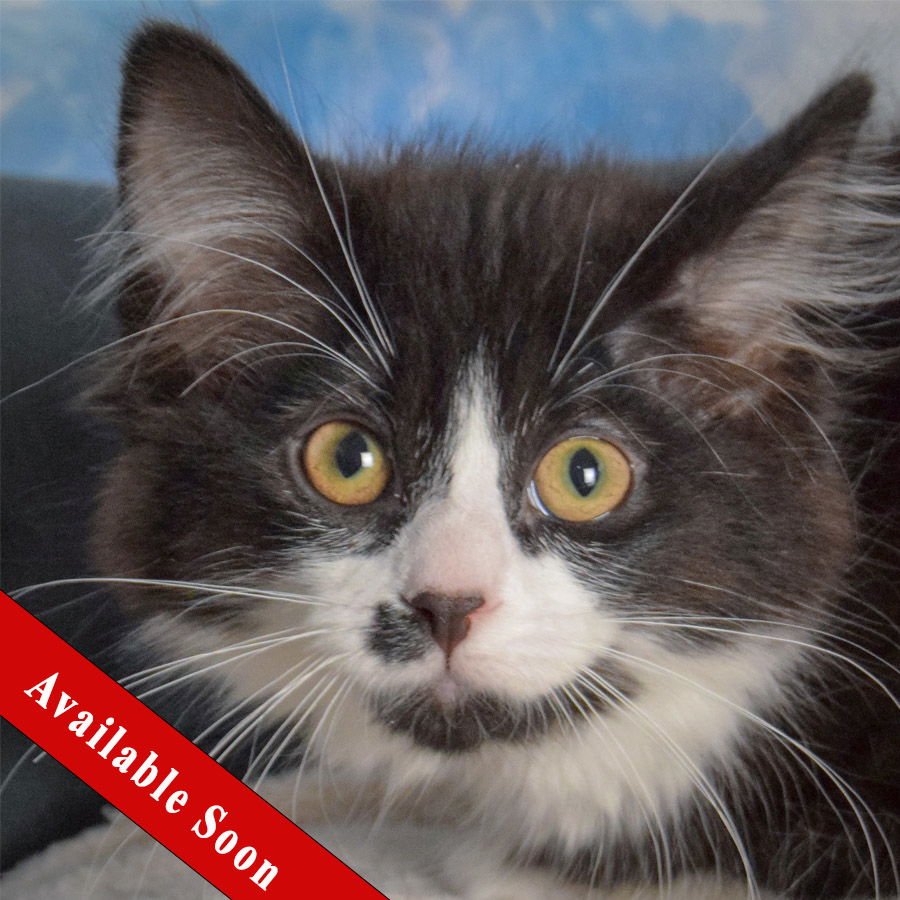 NOVA - Tuxedo / Domestic Long Hair available for adoption