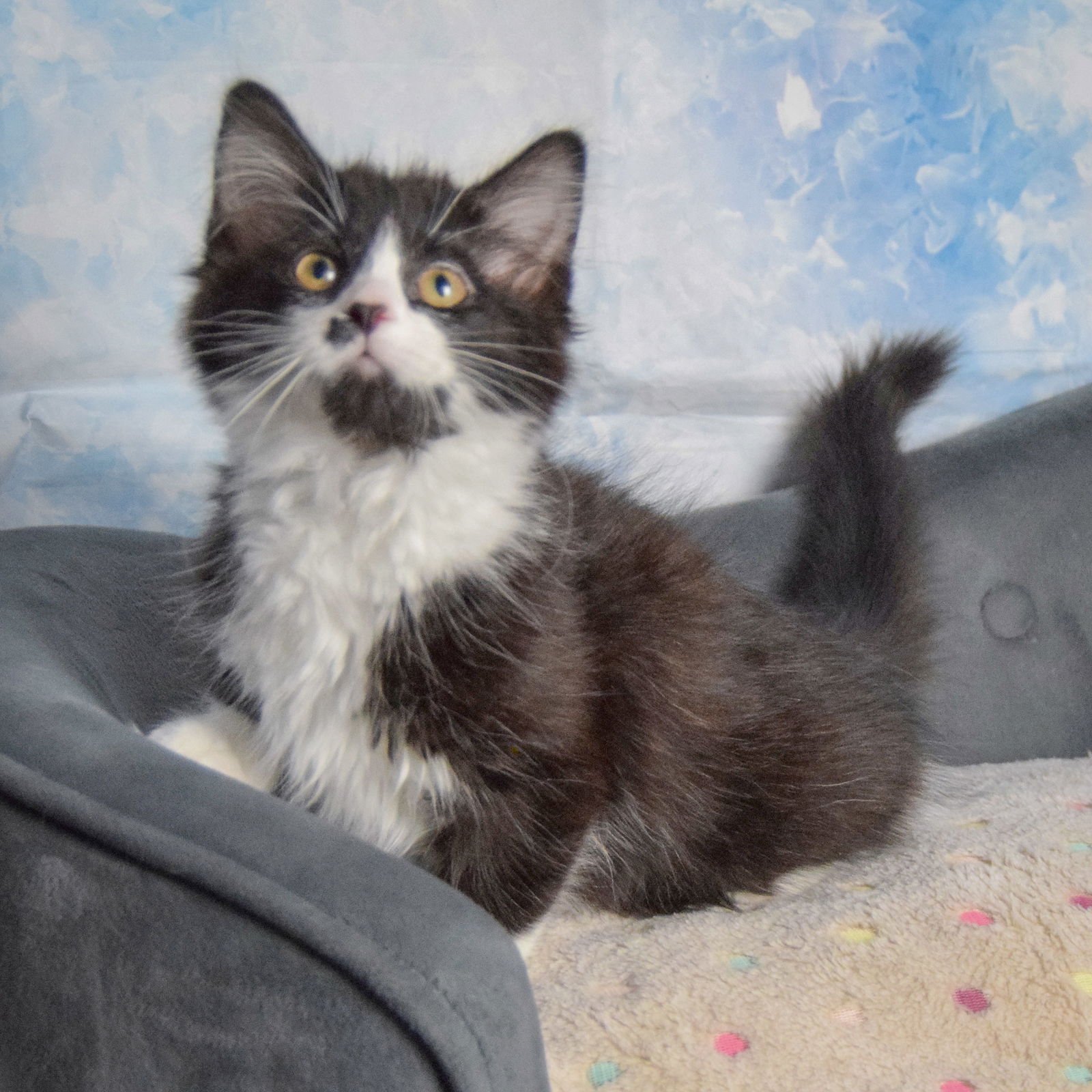 NOVA - Tuxedo / Domestic Long Hair available for adoption