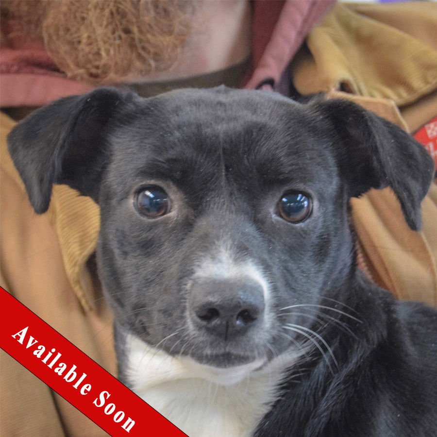 TWIG - Italian Greyhound / Chihuahua available for adoption