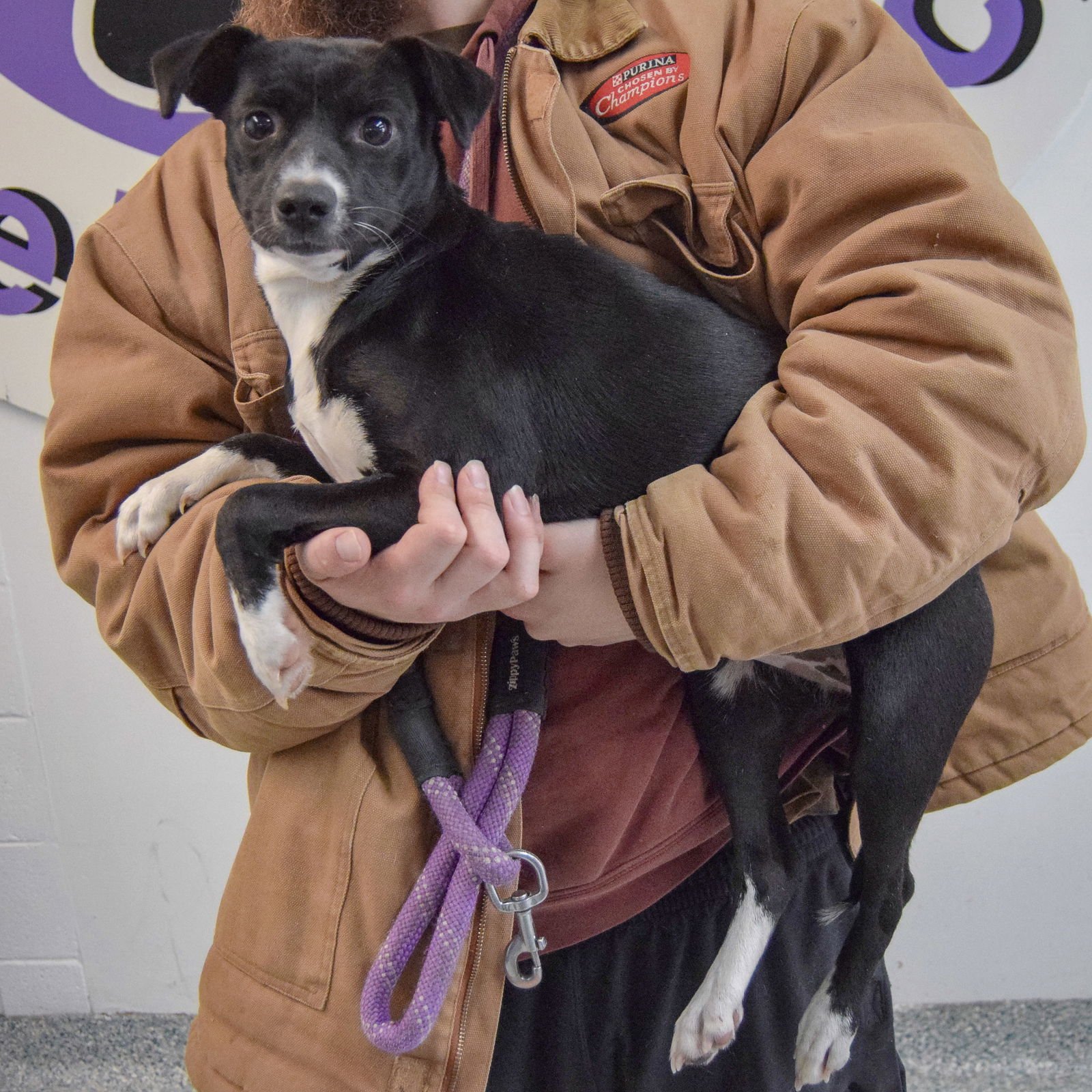 TWIG - Italian Greyhound / Chihuahua available for adoption