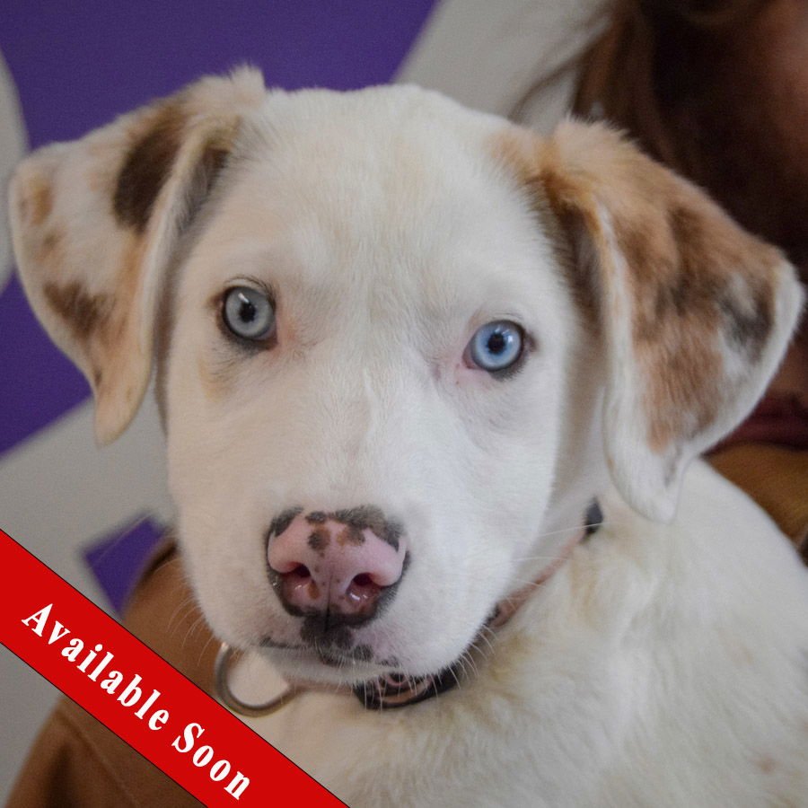 VALI - Catahoula Leopard Dog / Australian Shepherd available for adoption
