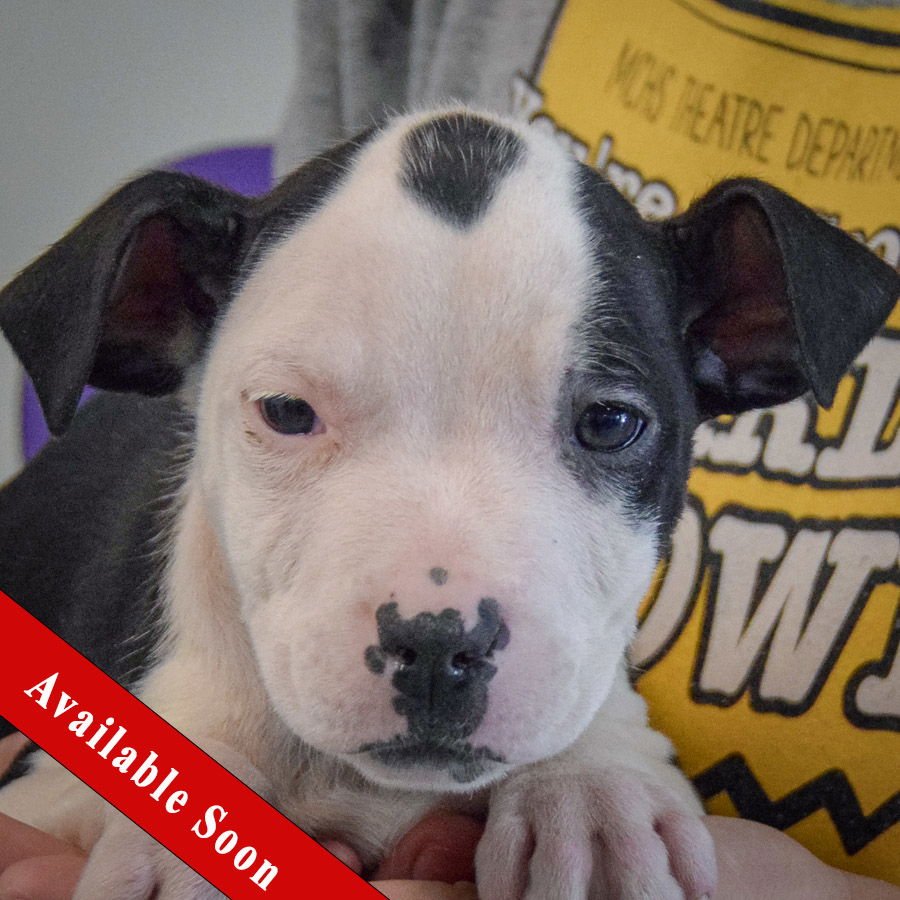 KING - American Staffordshire Terrier / Boxer available for adoption