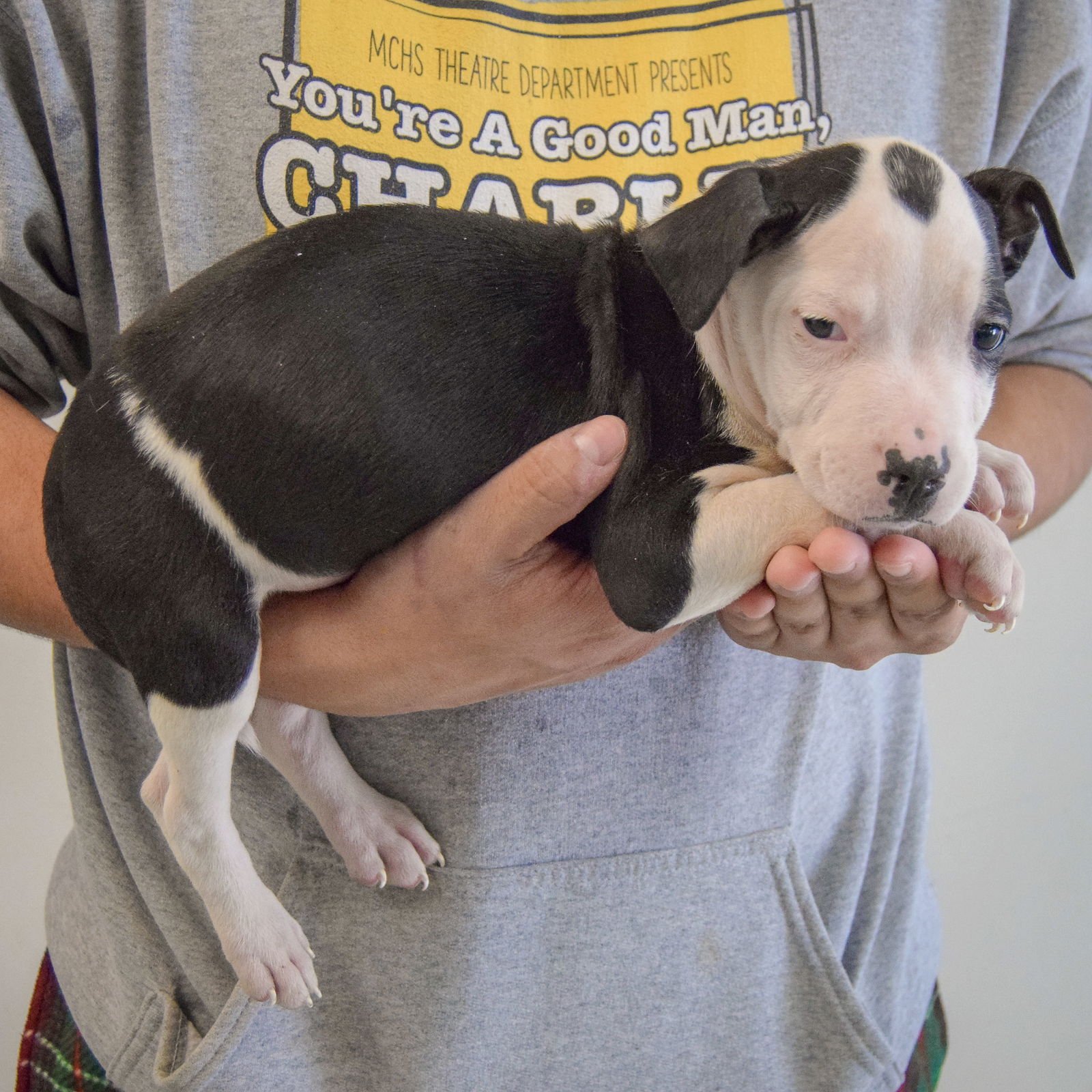 KING - American Staffordshire Terrier / Boxer available for adoption