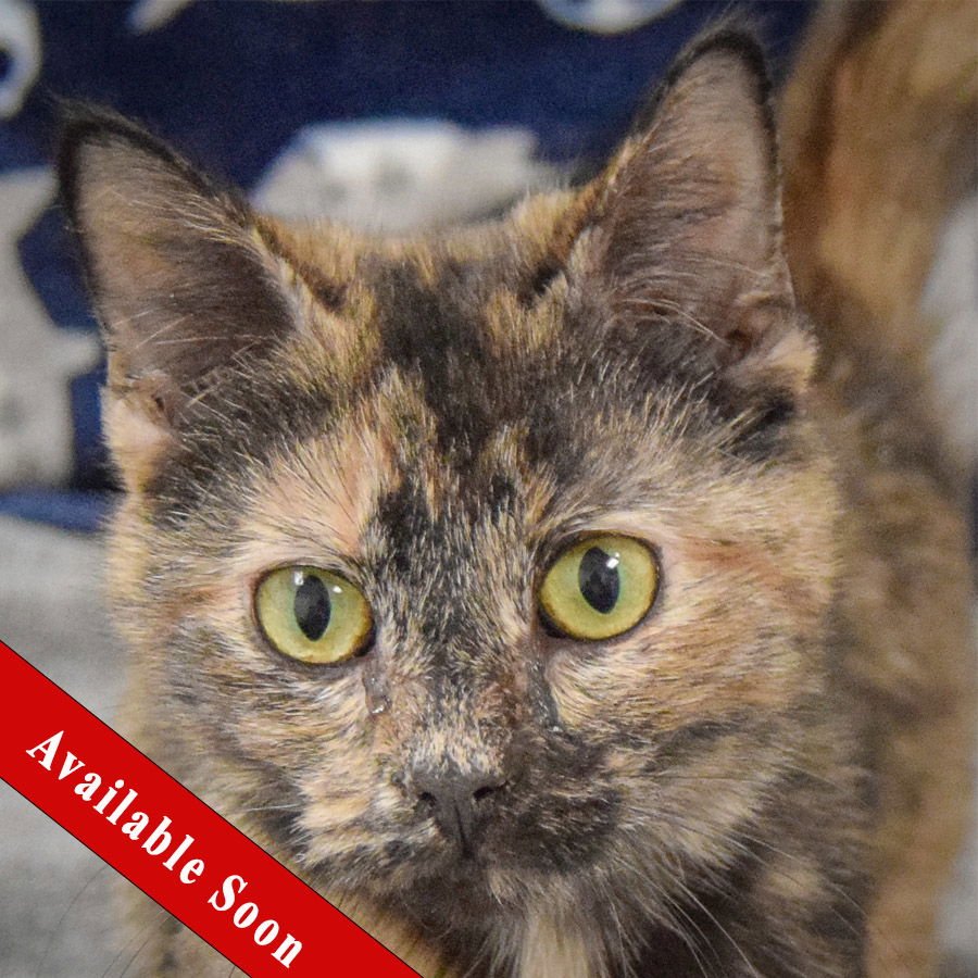 CASHMERE - Tortoiseshell / Domestic Short Hair available for adoption