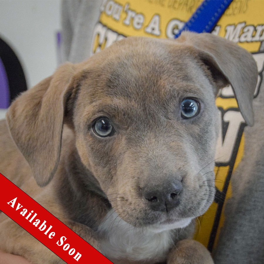 FINN - Boxer / American Staffordshire Terrier available for adoption