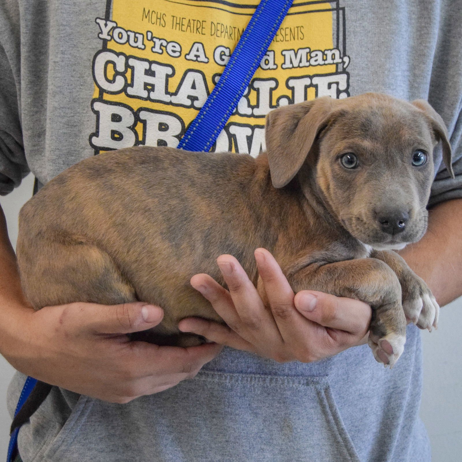 FINN - Boxer / American Staffordshire Terrier available for adoption