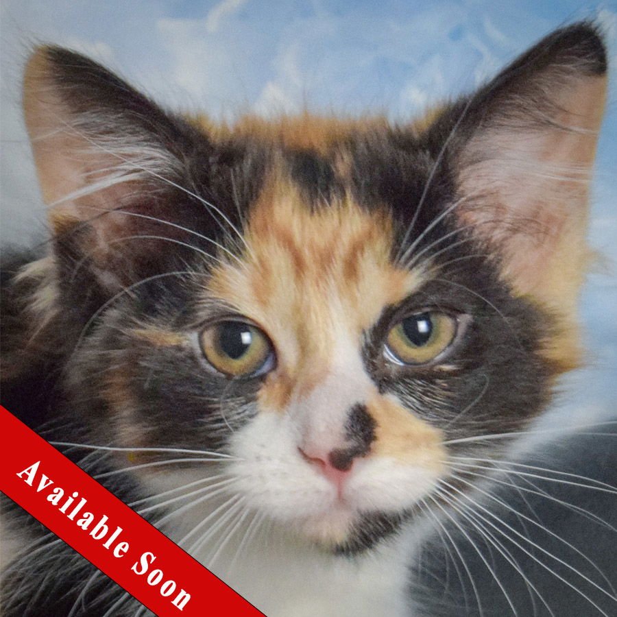 AURORA - Calico / Domestic Long Hair available for adoption