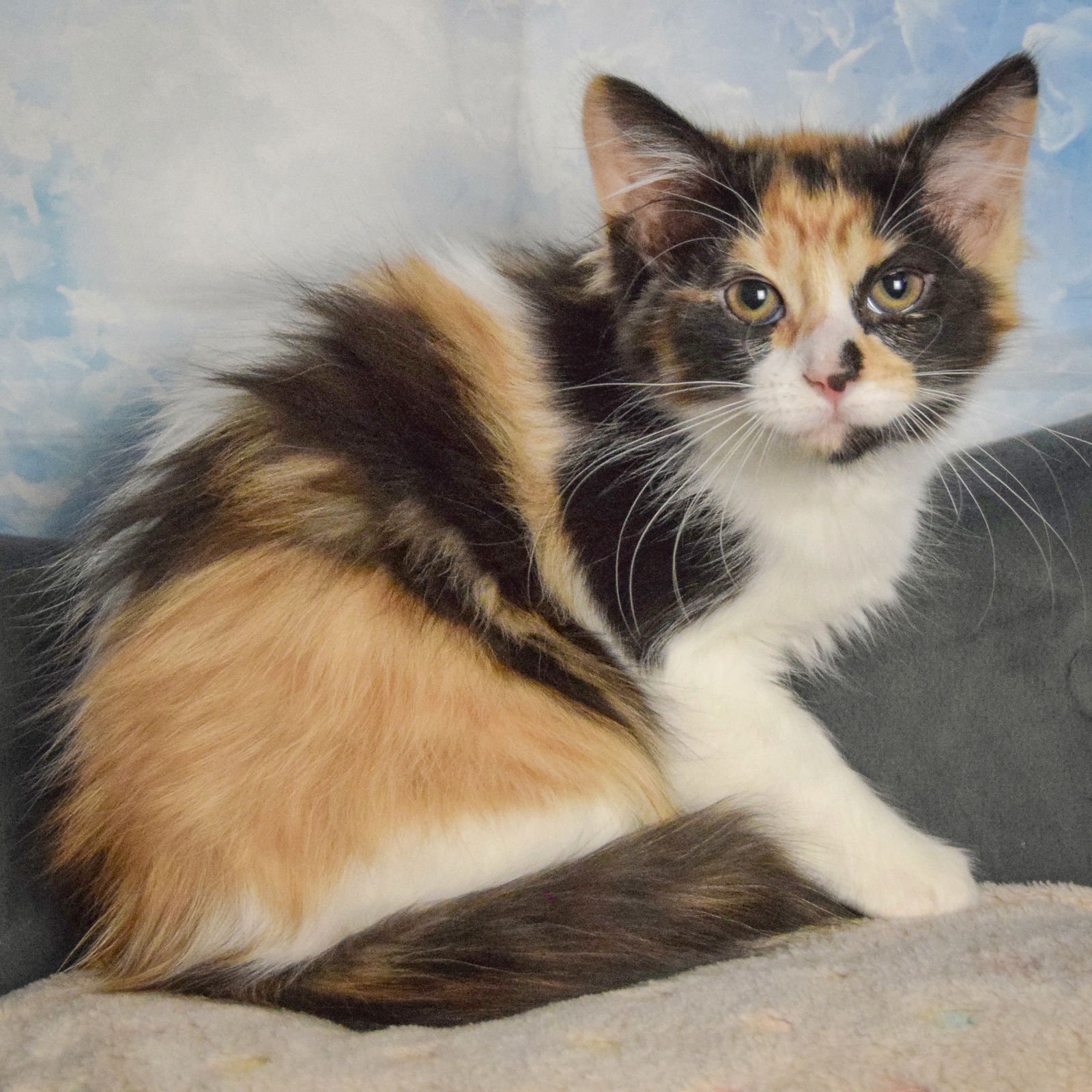 AURORA - Calico / Domestic Long Hair available for adoption
