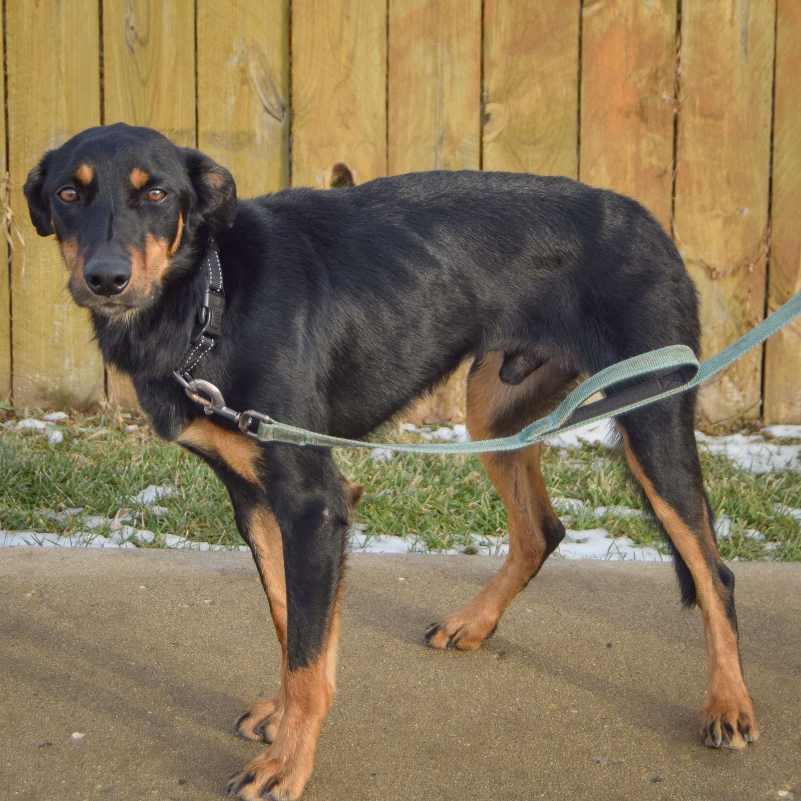LUCAS - Doberman Pinscher / Collie available for adoption