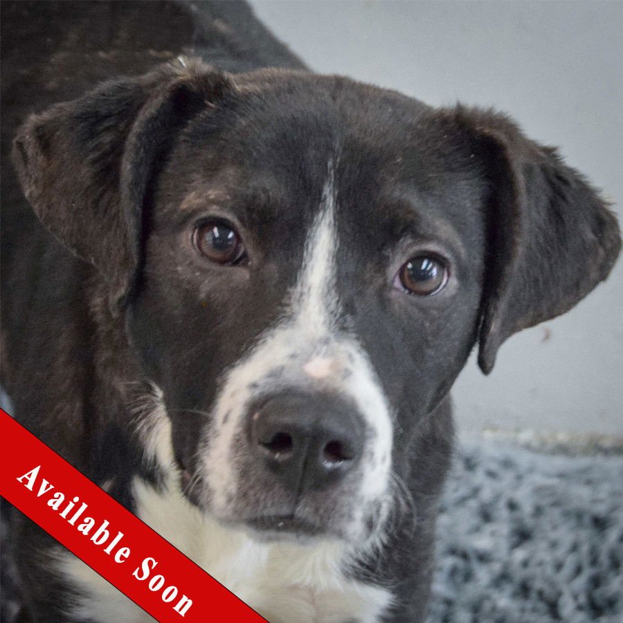SADIE - Black Labrador Retriever / American Staffordshire Terrier available for adoption