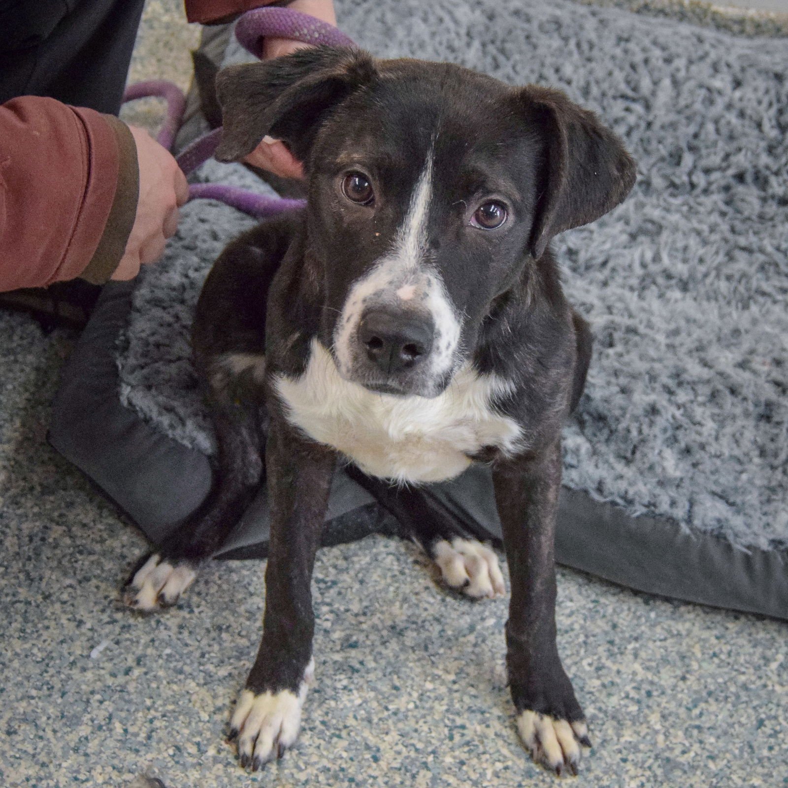 SADIE - Black Labrador Retriever / American Staffordshire Terrier available for adoption