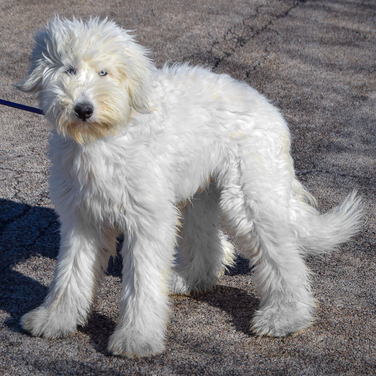 DEBO - Poodle (Standard) / Labrador Retriever available for adoption