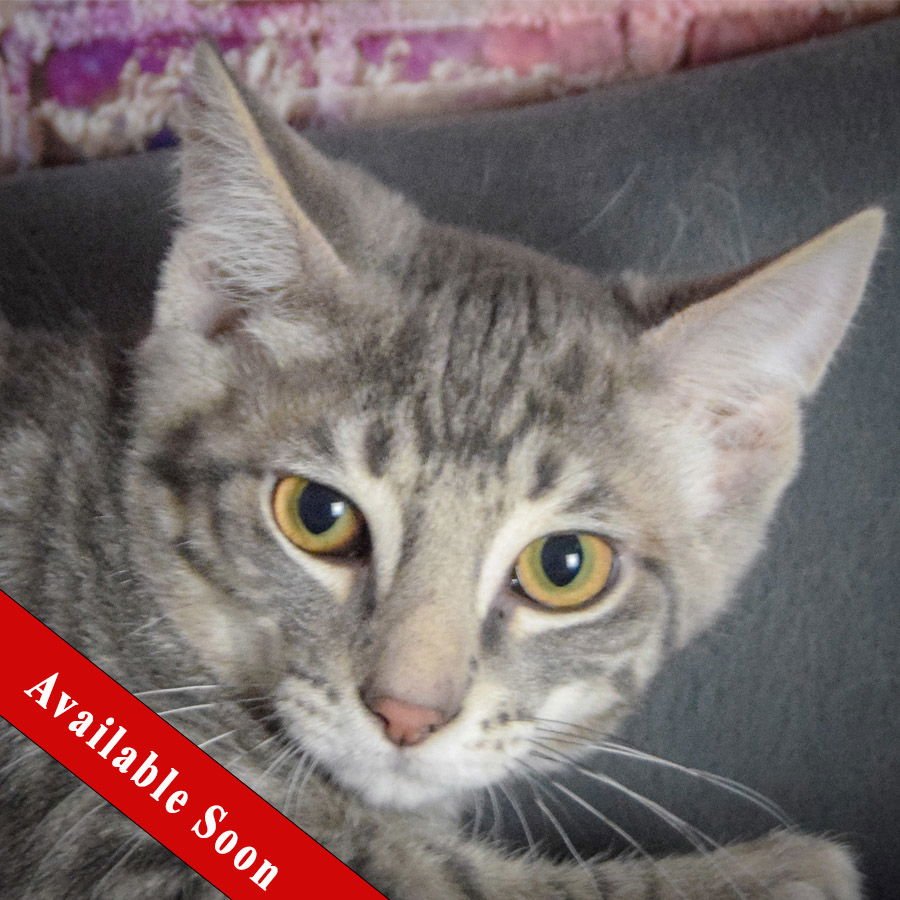 TRAVIS - Tabby / Domestic Short Hair available for adoption
