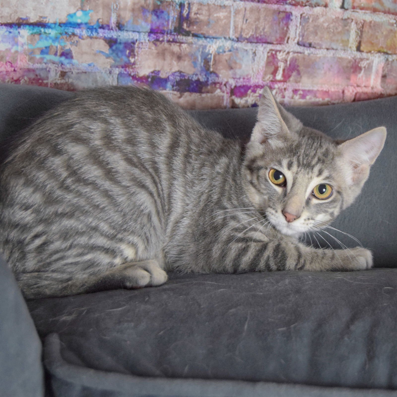 TRAVIS - Tabby / Domestic Short Hair available for adoption