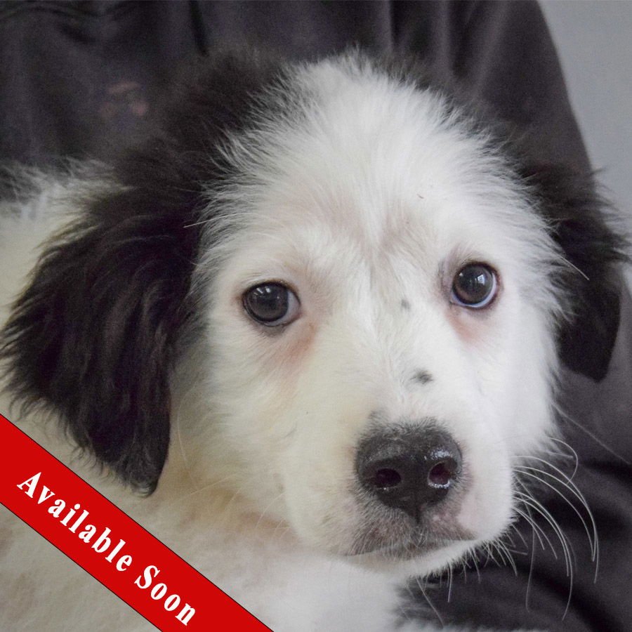BARNES - Australian Shepherd / Black Labrador Retriever available for adoption