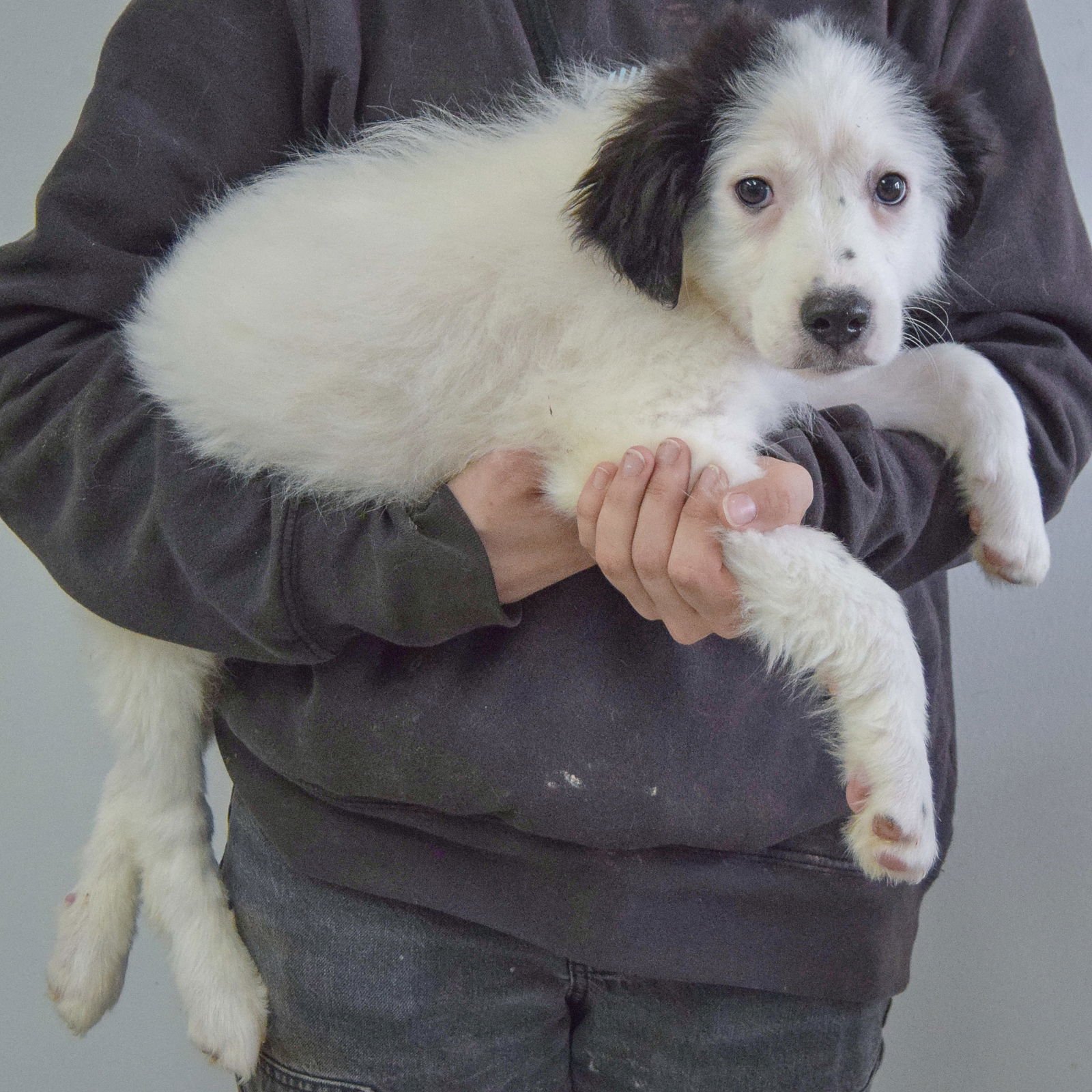 BARNES - Australian Shepherd / Black Labrador Retriever available for adoption